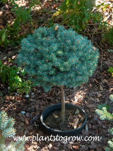 Blue Pearl Spruce (Picea)
Grown as an standard